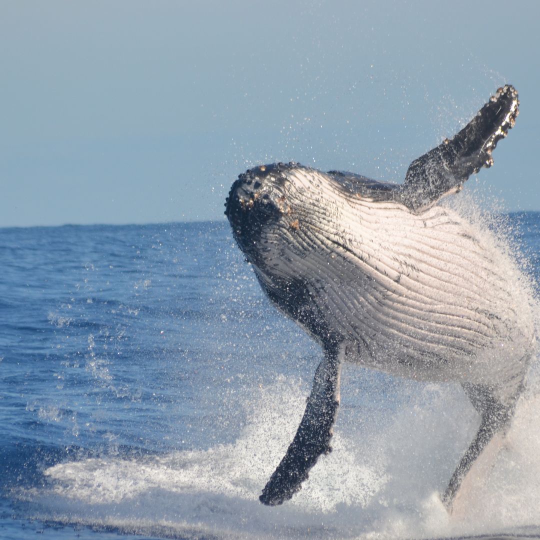 Whales and the Carbon Cycle: Guardians of the Blue Planet