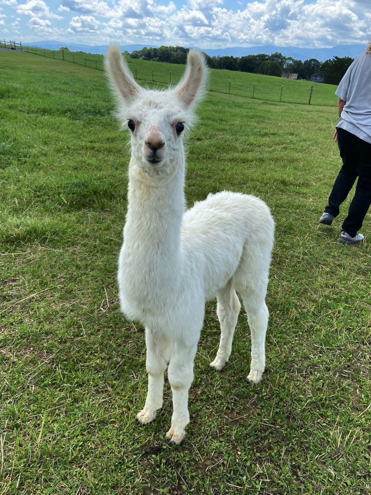 How Green Llama Became Surprise Wool Traders